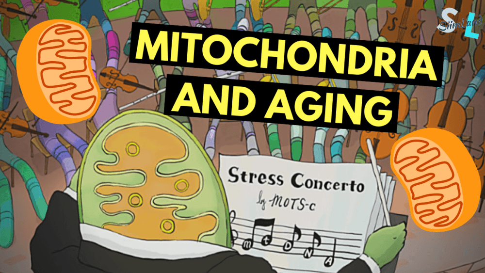 Ty thể (Mitochondria) & lão hoá