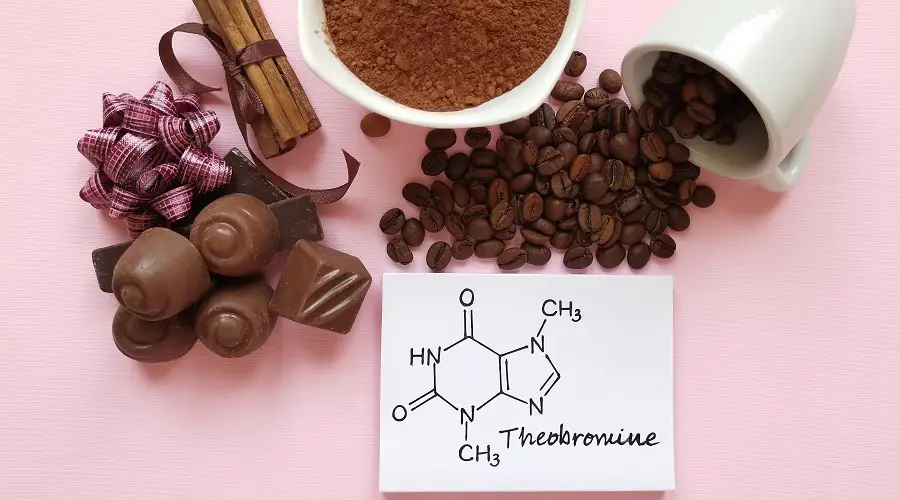 Theobromine là gì? Tại sao lại gọi là Thực phẩm của những vị thần?