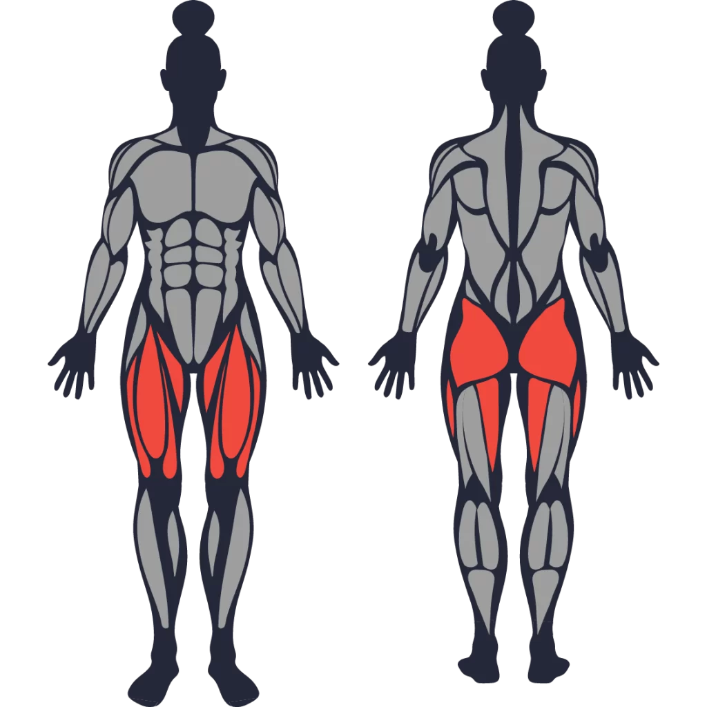 Sơ đồ nhóm cơ tác động của bài tập Bulgarian split squat của nữ