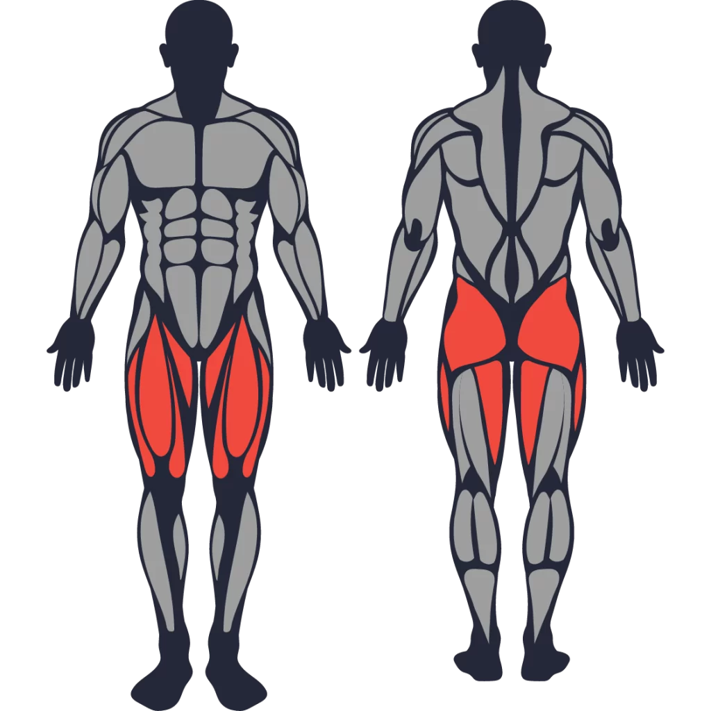 Sơ đồ nhóm cơ tác động của bài tập Bulgarian split squat của nam