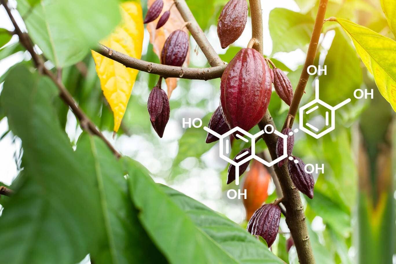 Flavanol hoạt chất sinh học quý hơn vàng cho sức khoẻ tim mạch